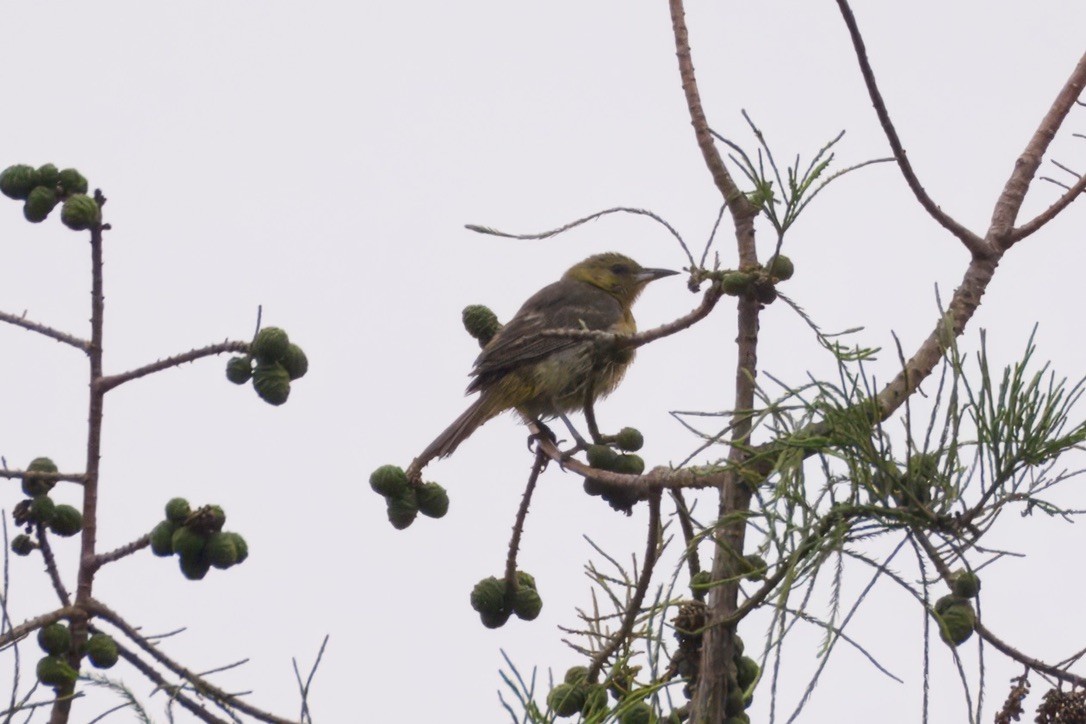 Oriole masqué - ML637444503