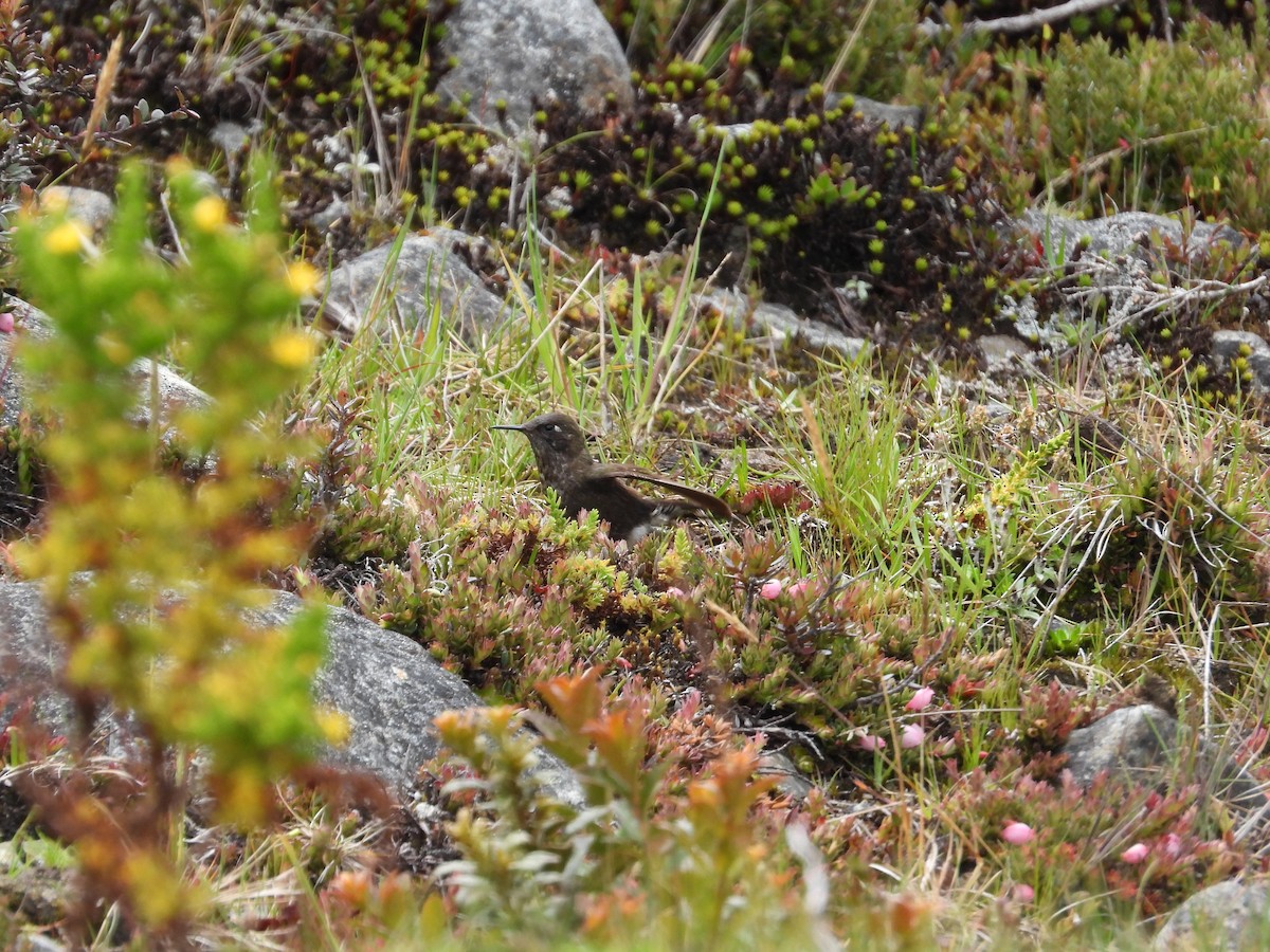 Blue-mantled Thornbill - ML637444505