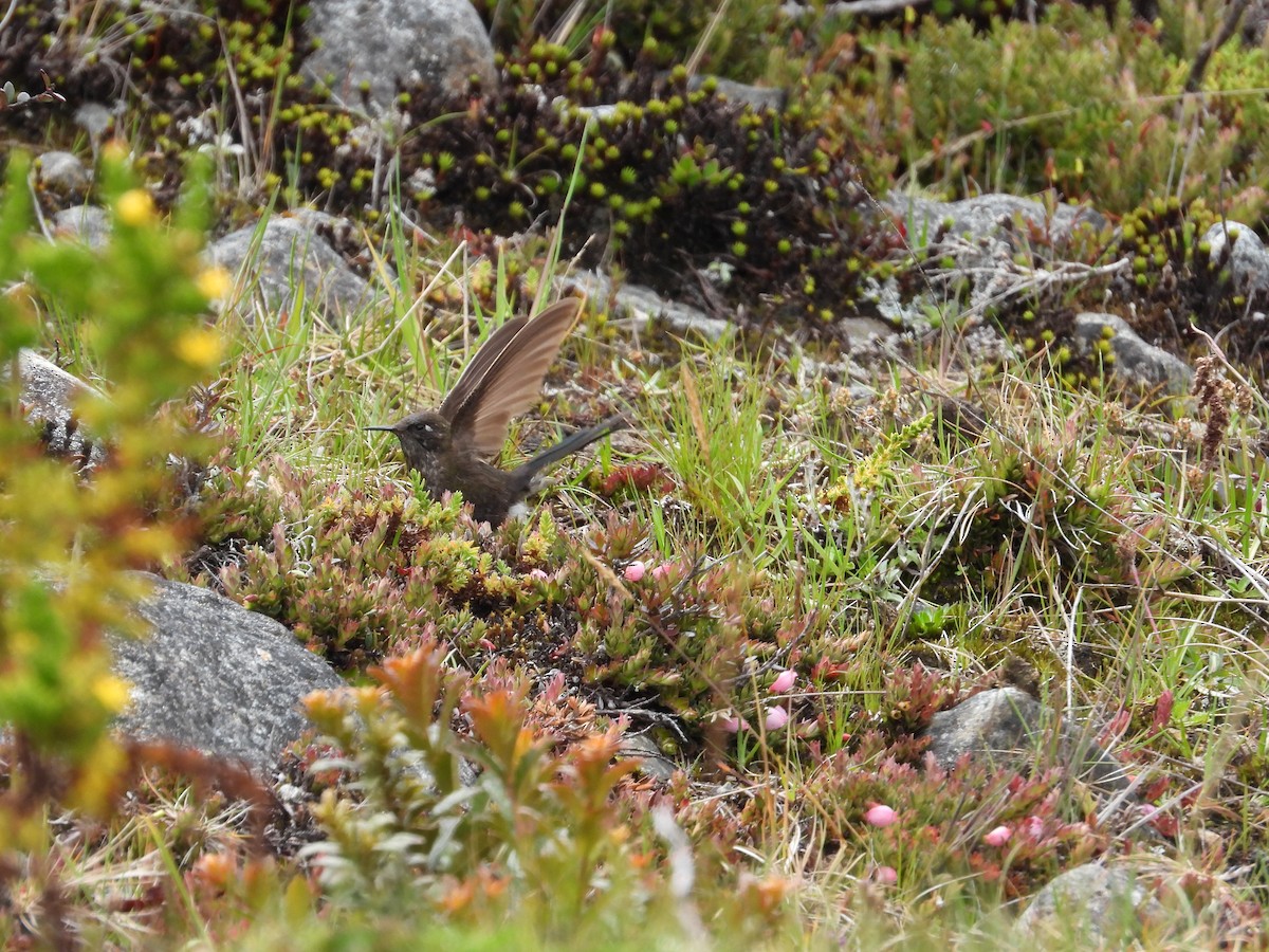 Blue-mantled Thornbill - ML637444506