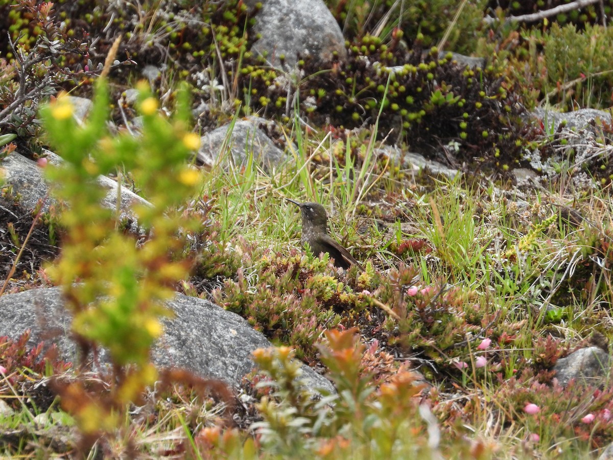 Blue-mantled Thornbill - ML637444507