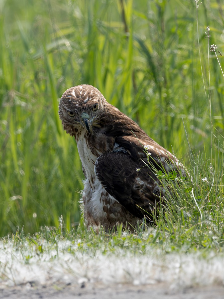 Red-tailed Hawk - ML637444536