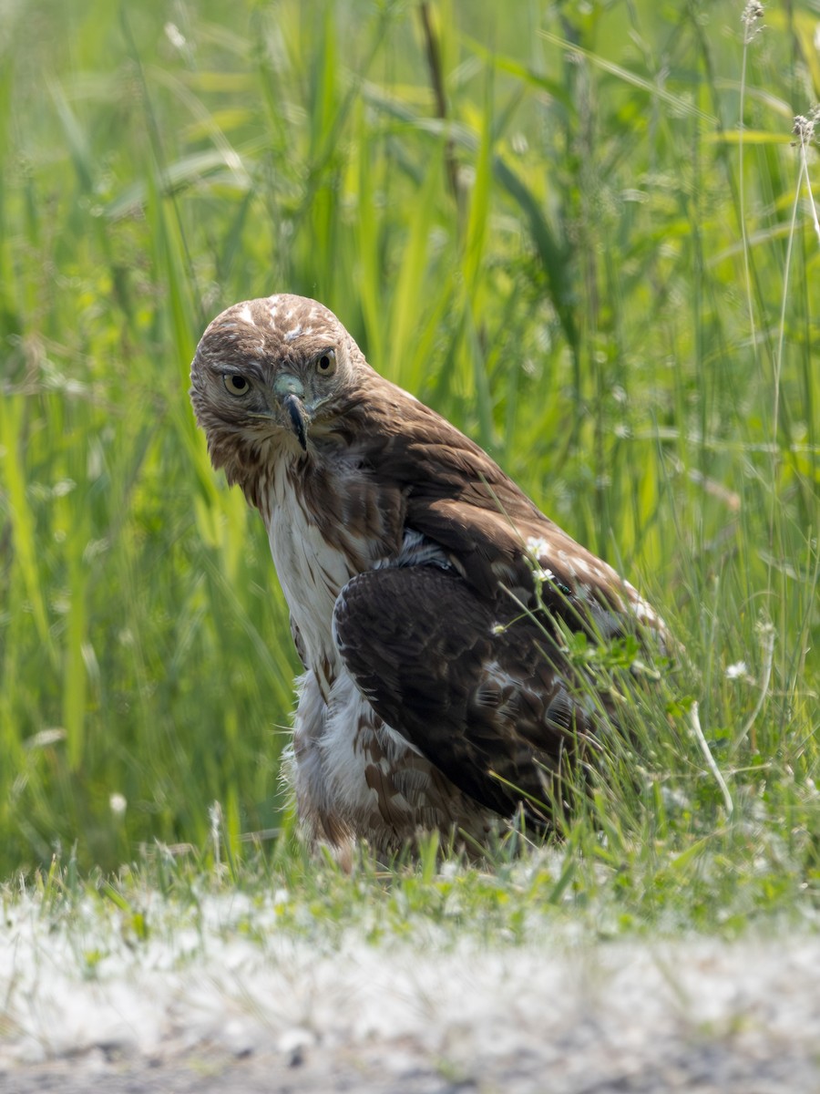 Red-tailed Hawk - ML637444537