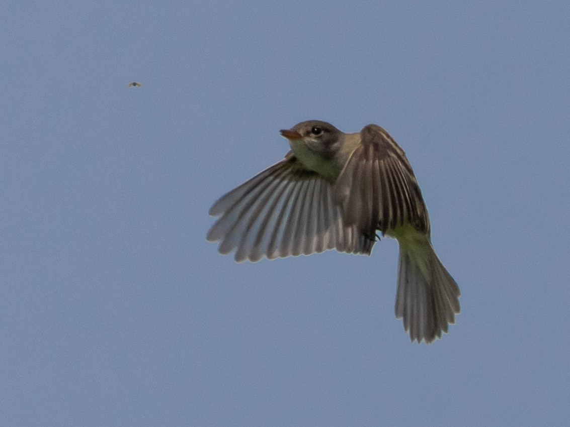 Willow Flycatcher - ML637444542