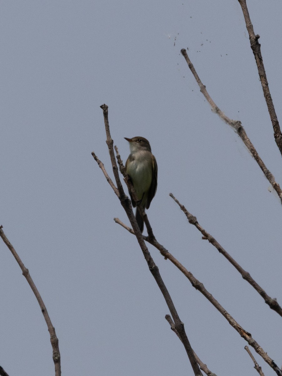 Willow Flycatcher - ML637444543