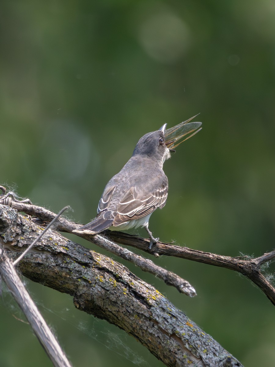 Eastern Kingbird - ML637444552
