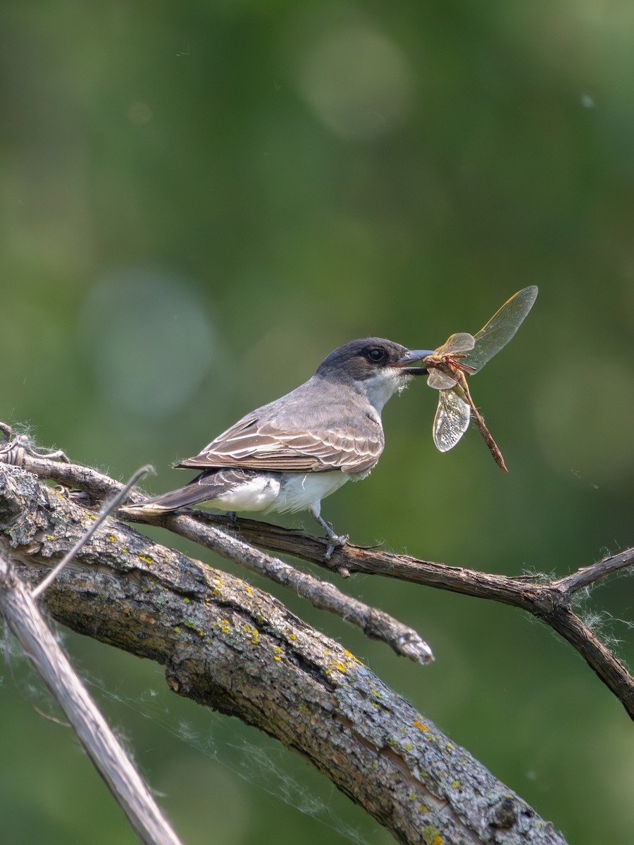 Eastern Kingbird - ML637444553