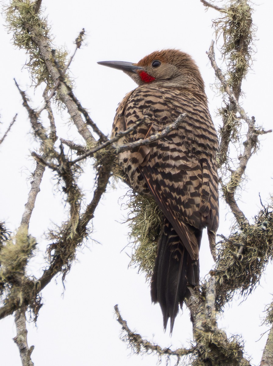 Northern Flicker - ML637444554