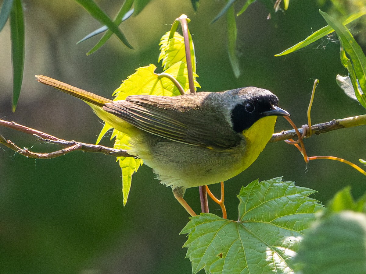 Common Yellowthroat - ML637444558