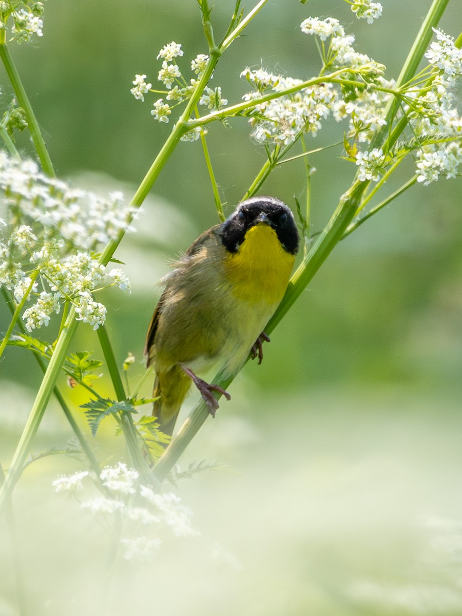 Common Yellowthroat - ML637444559