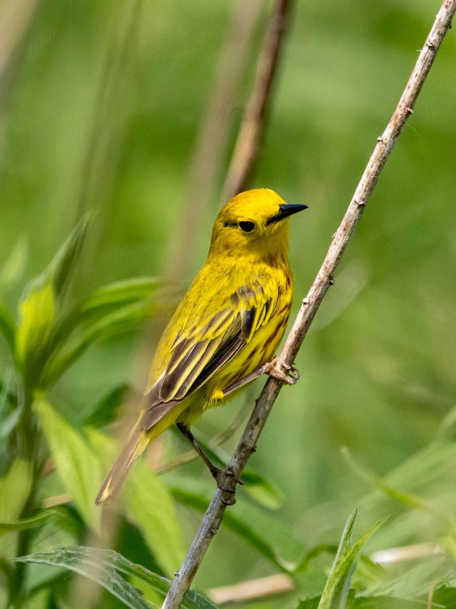 Yellow Warbler - ML637444569