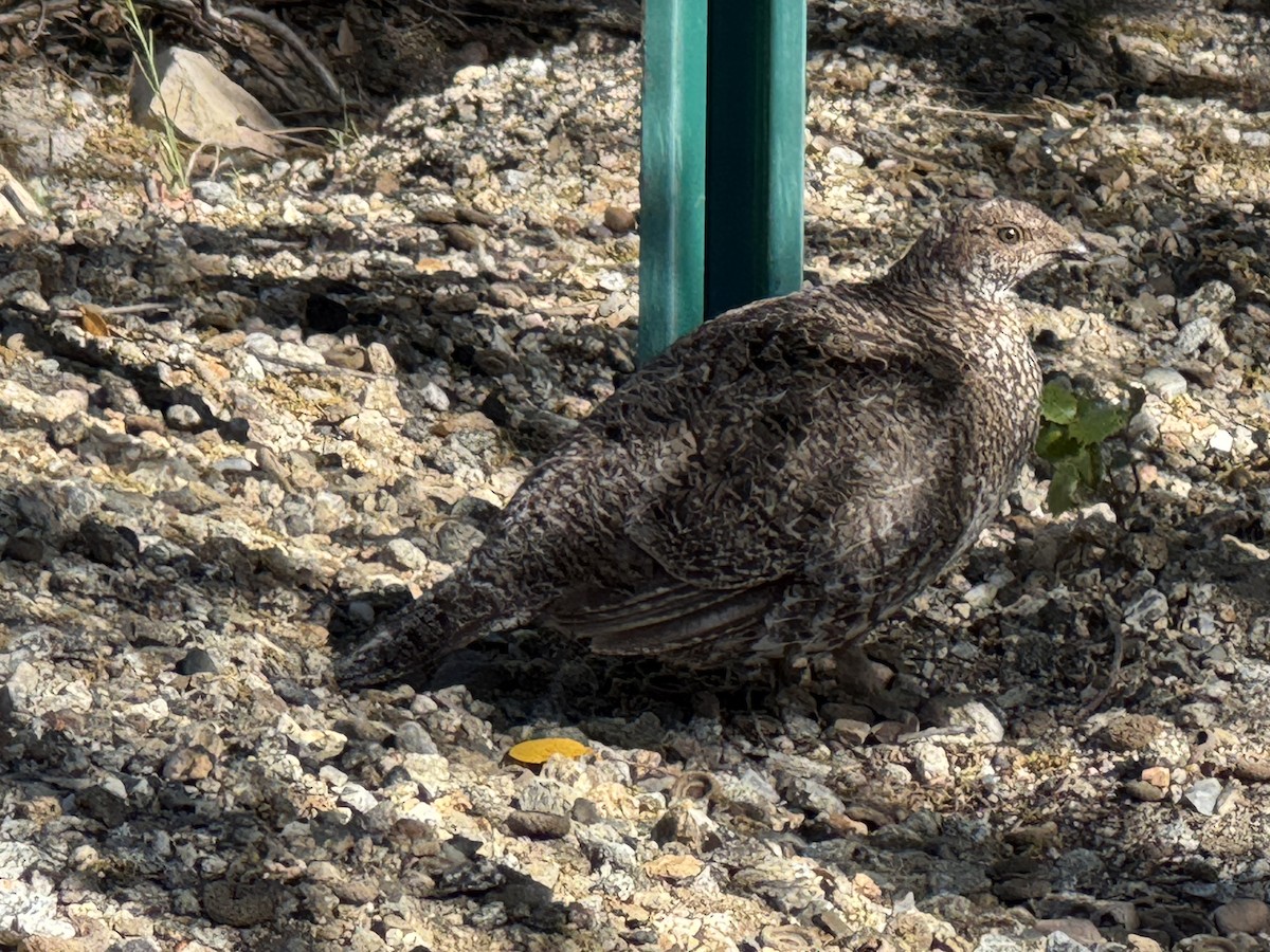 Sooty Grouse - ML637444579
