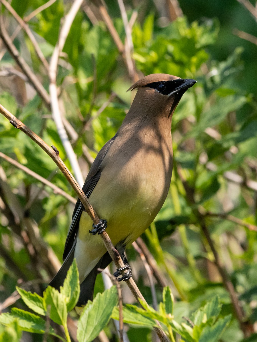 Cedar Waxwing - ML637444580