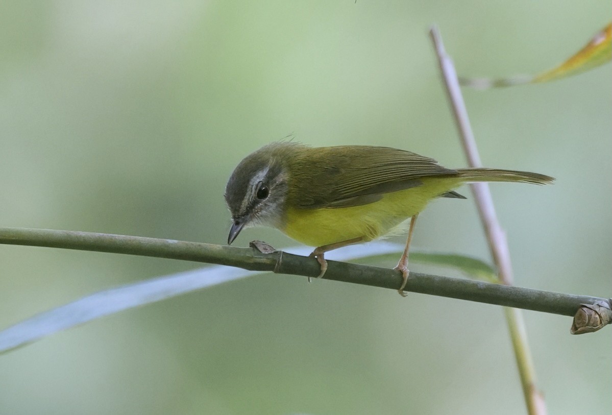 Yellow-bellied Warbler - ML637444616