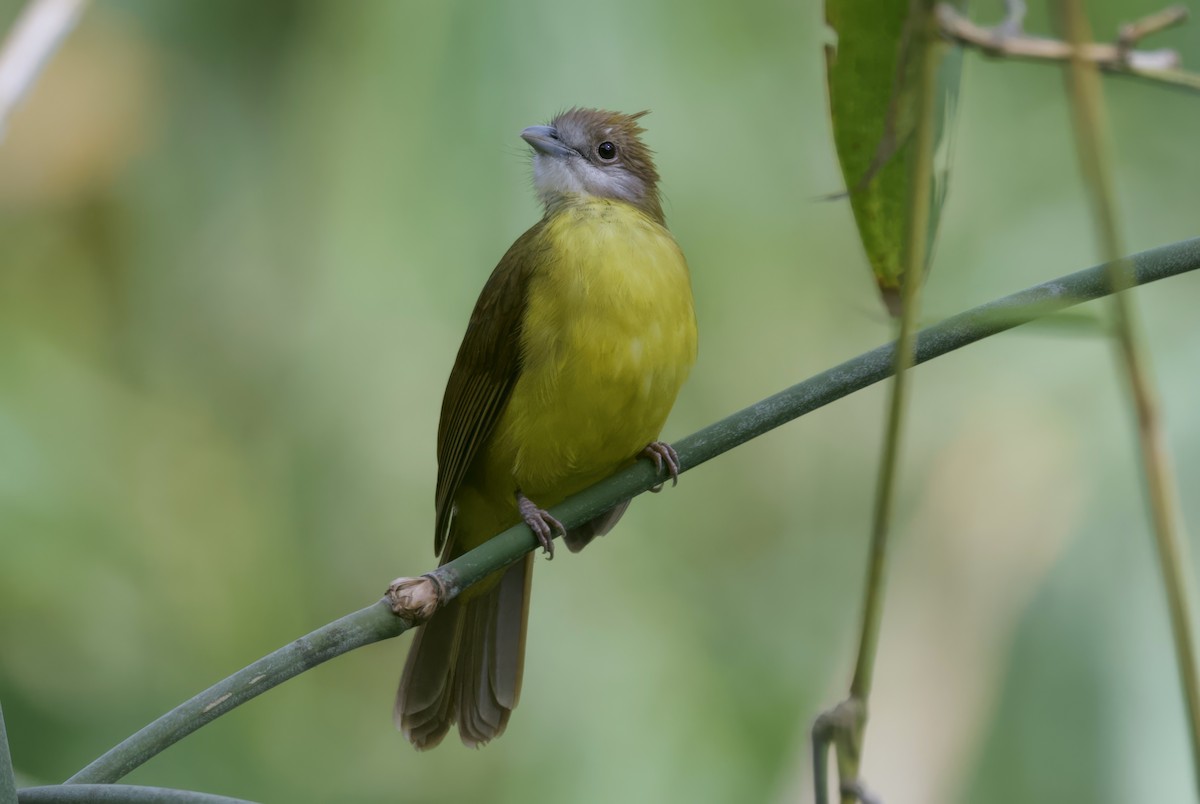 White-throated Bulbul - ML637444625