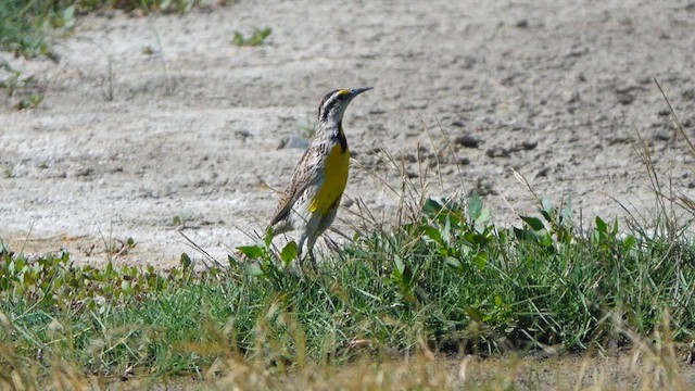Chihuahuan Meadowlark - ML637444643