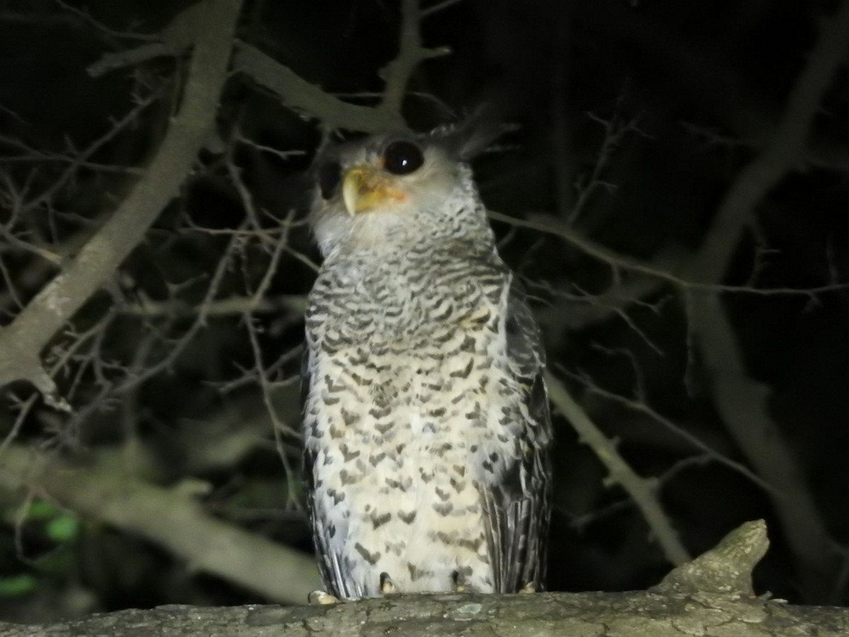 Spot-bellied Eagle-Owl - ML637444666