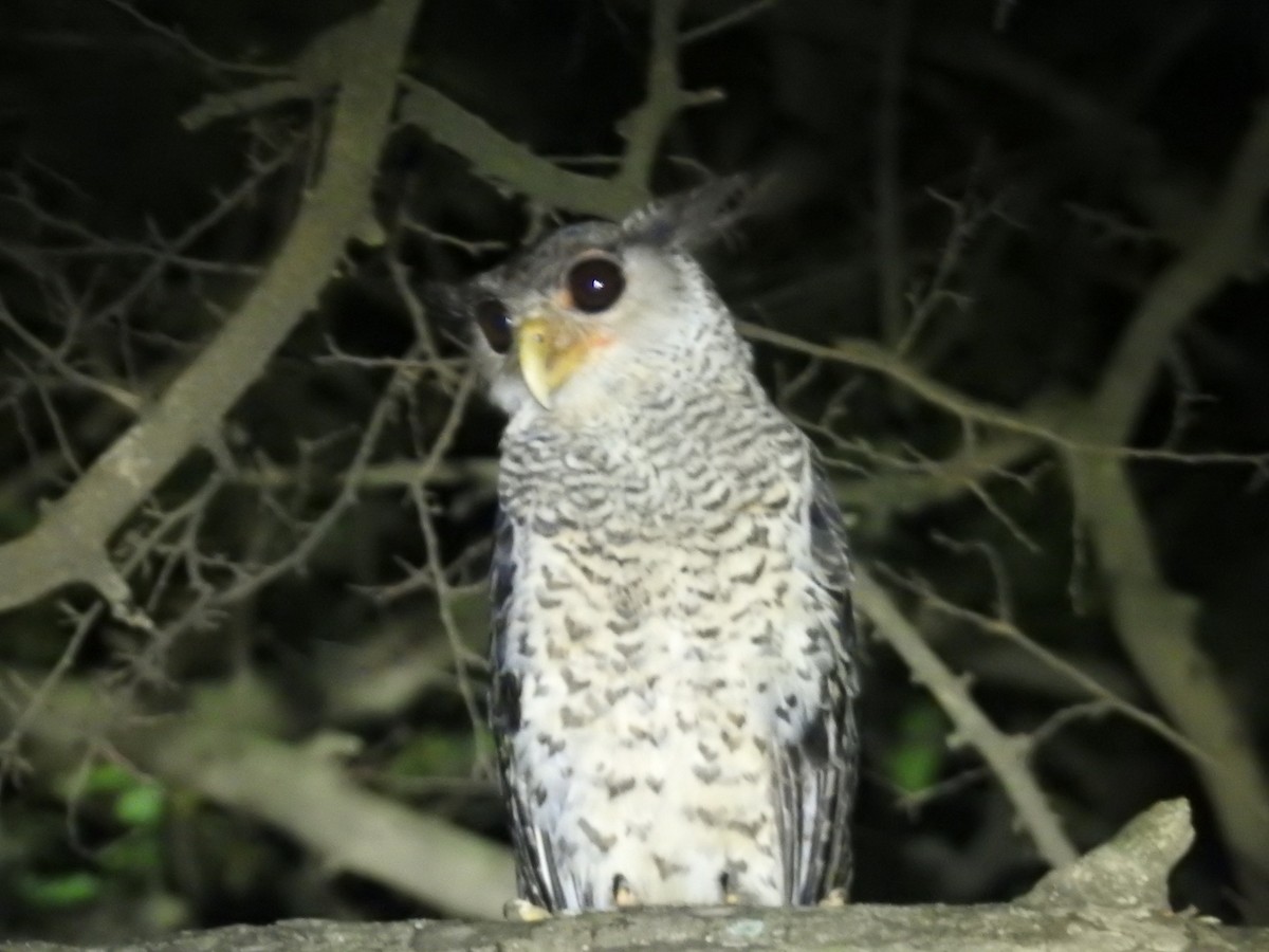 Spot-bellied Eagle-Owl - ML637444667