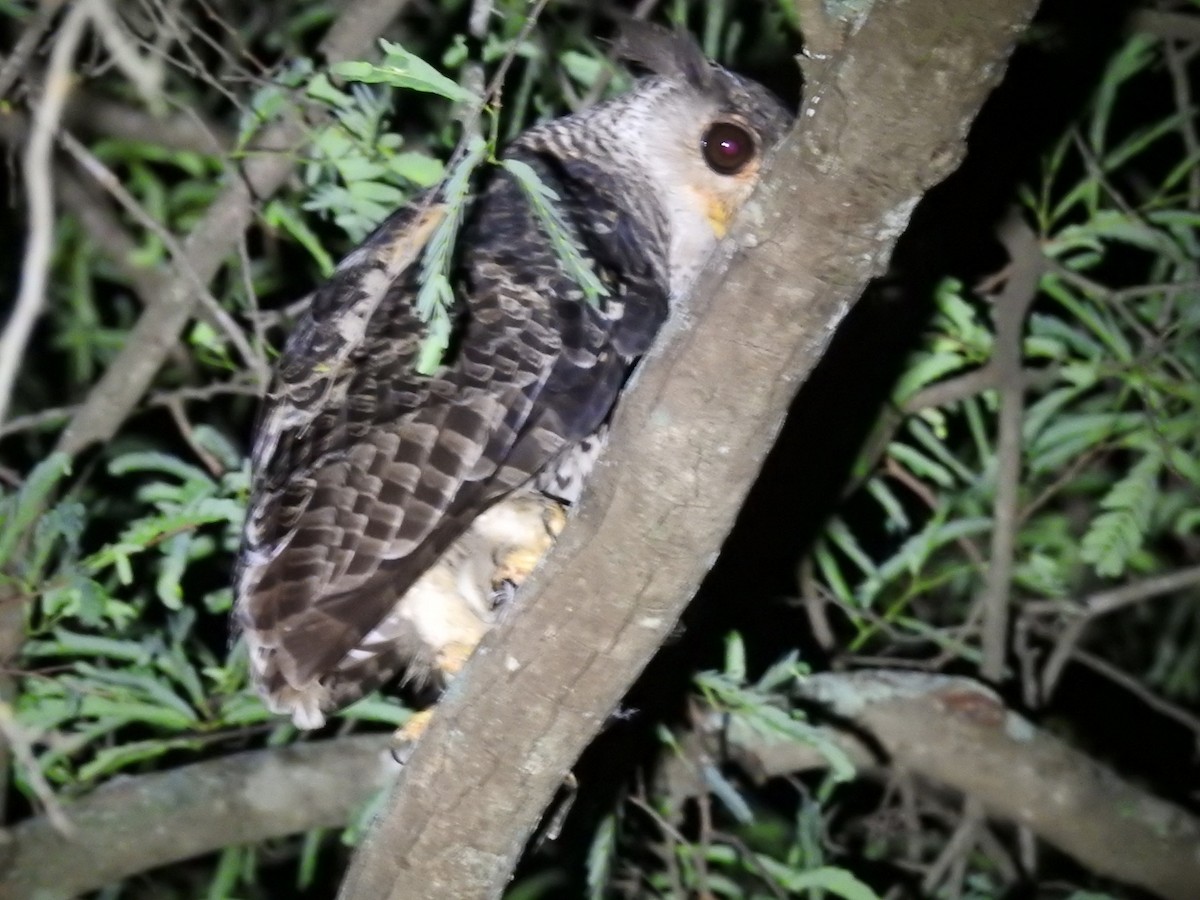 Spot-bellied Eagle-Owl - ML637444668