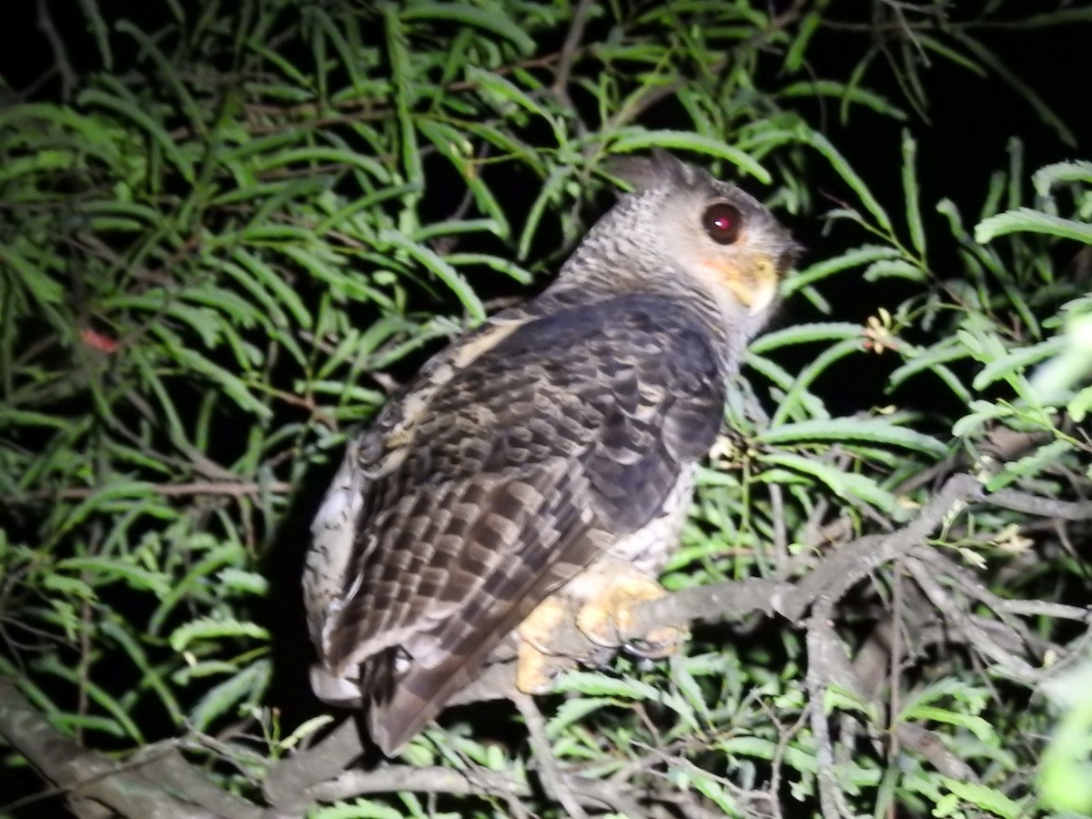 Spot-bellied Eagle-Owl - ML637444669