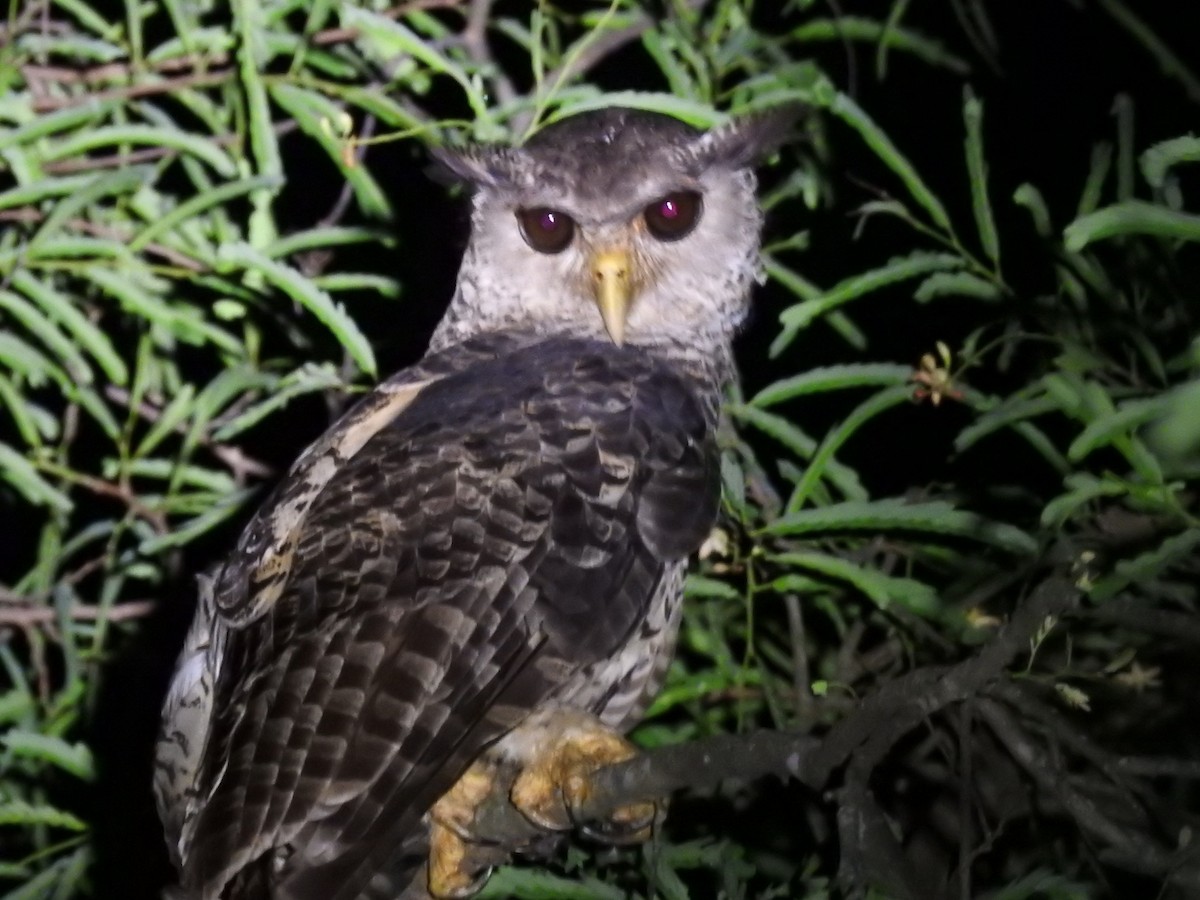 Spot-bellied Eagle-Owl - ML637444670