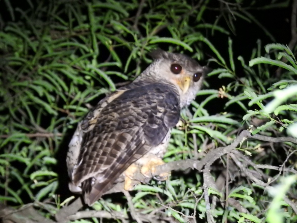 Spot-bellied Eagle-Owl - ML637444671