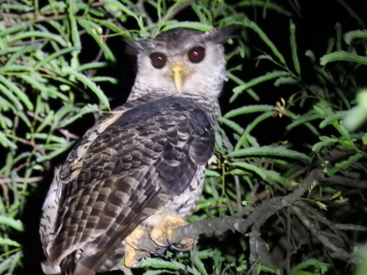 Spot-bellied Eagle-Owl - ML637444672