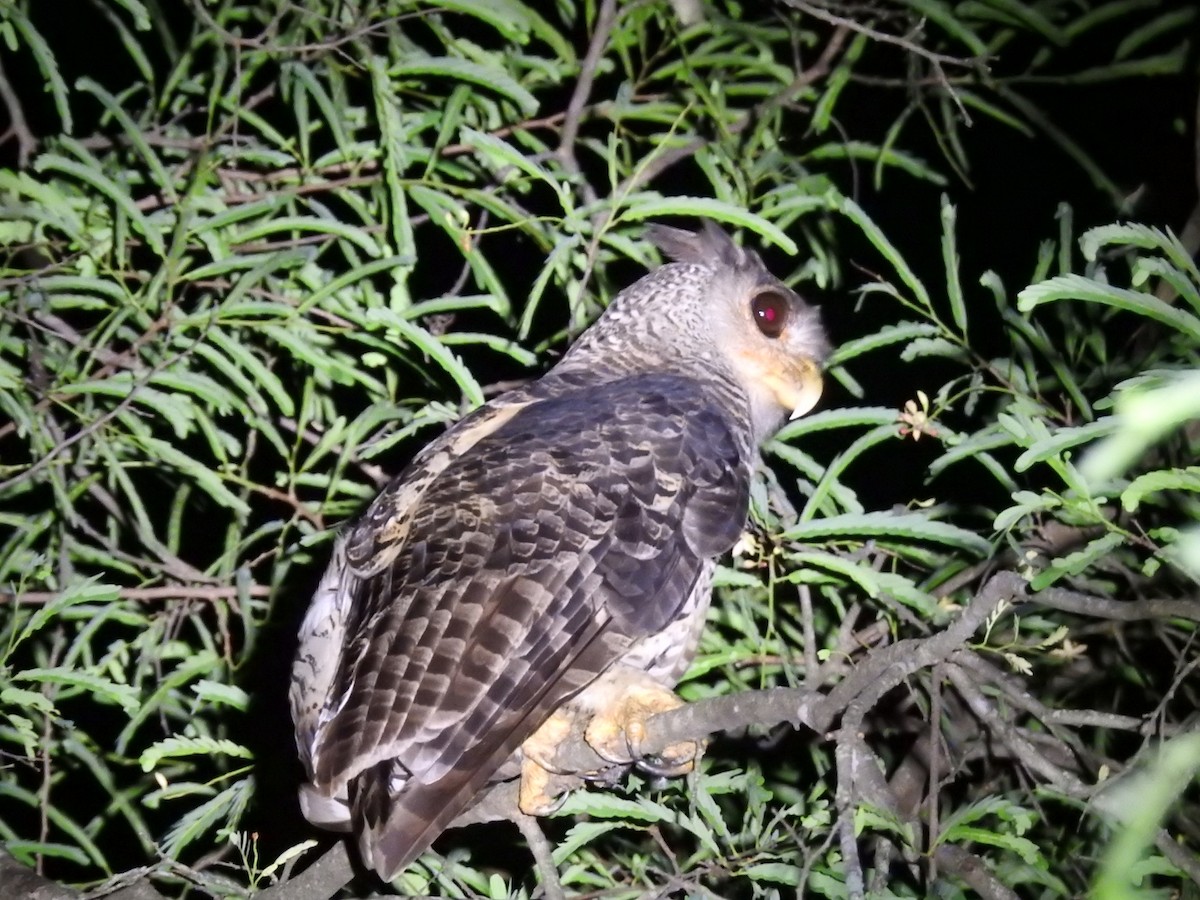 Spot-bellied Eagle-Owl - ML637444673