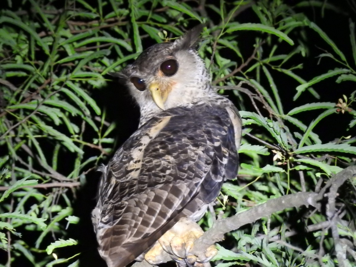 Spot-bellied Eagle-Owl - ML637444674