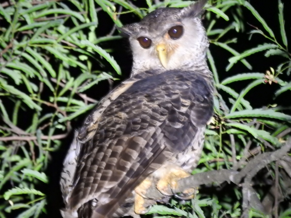 Spot-bellied Eagle-Owl - ML637444677
