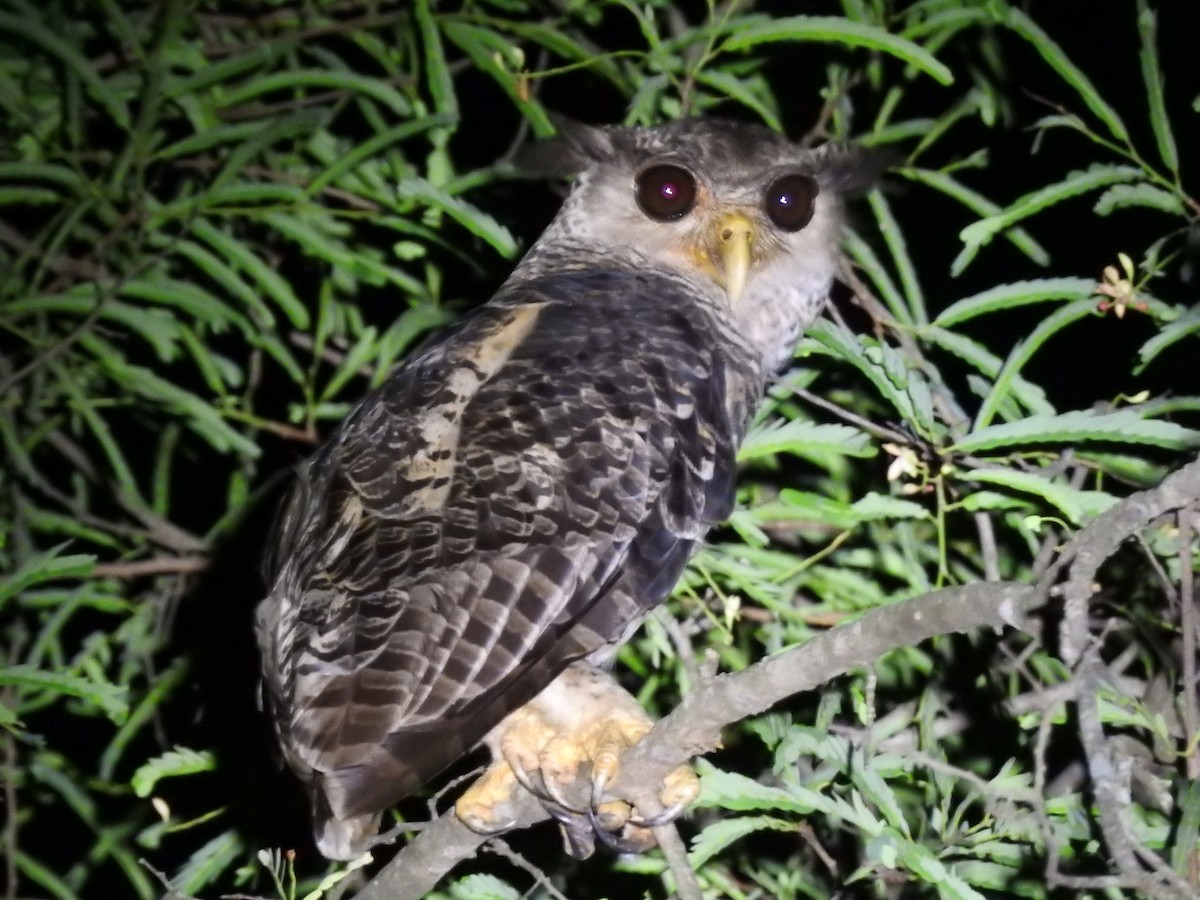 Spot-bellied Eagle-Owl - ML637444680