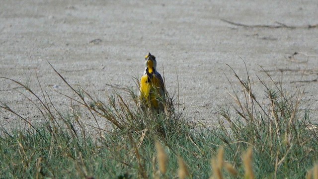 Chihuahuan Meadowlark - ML637444714
