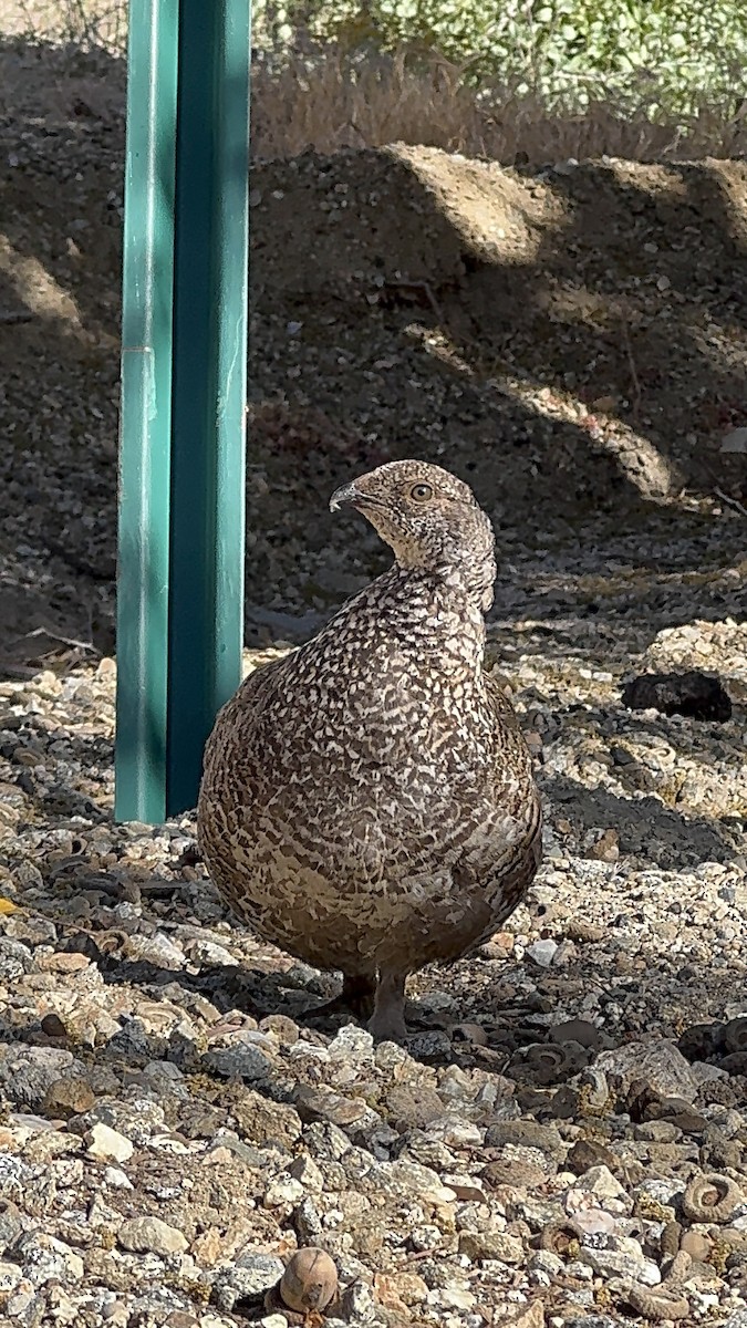 Sooty Grouse - ML637444787