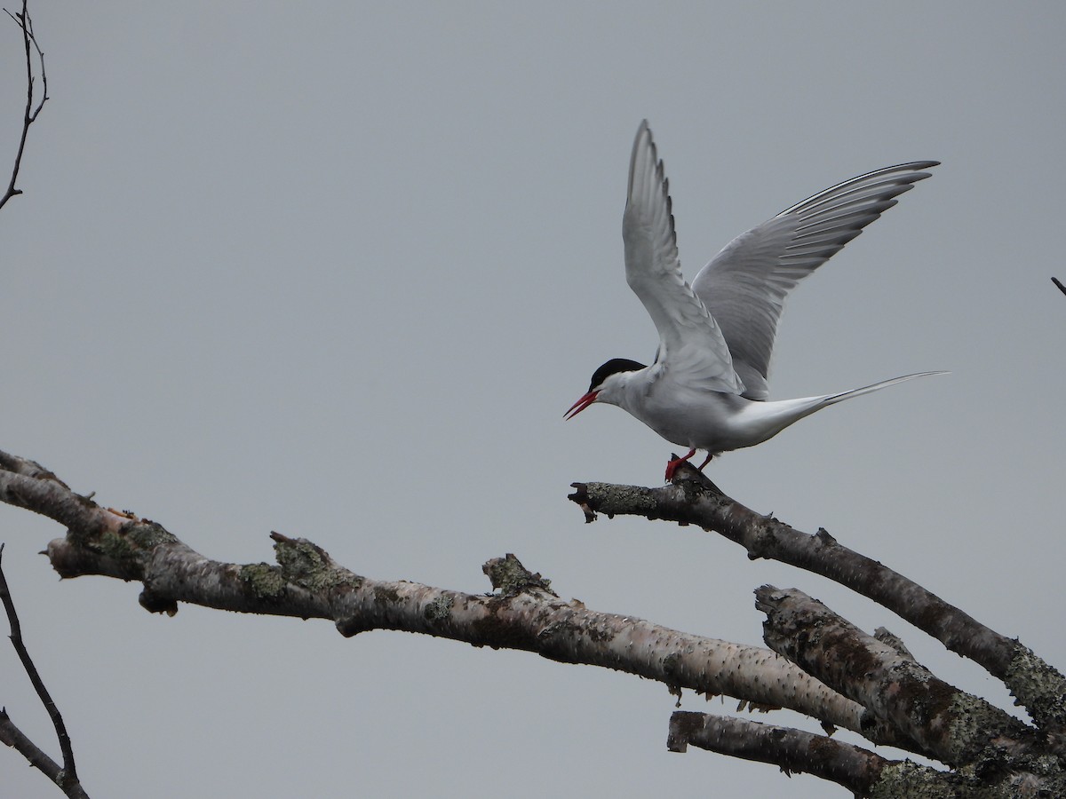 Arctic Tern - ML637444794