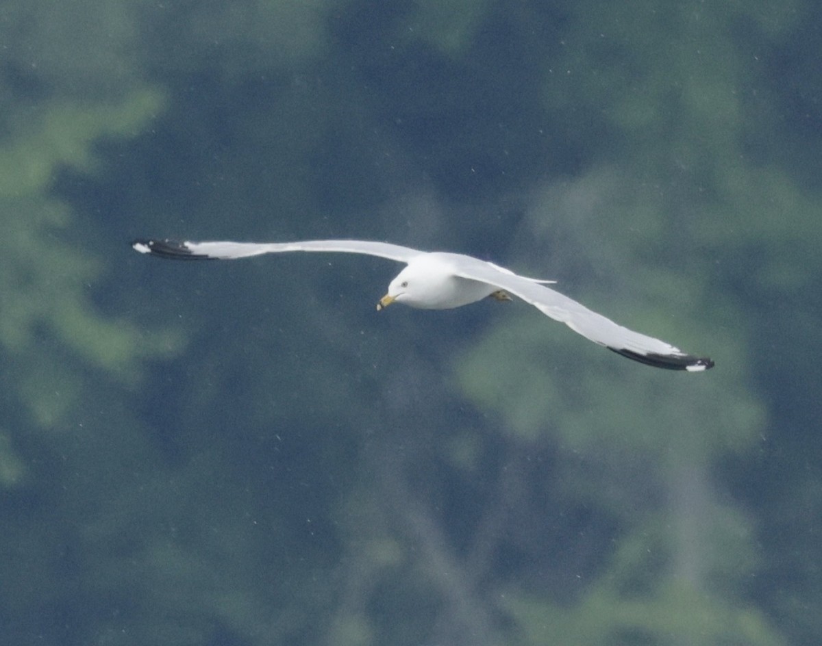 Ring-billed Gull - ML637444812