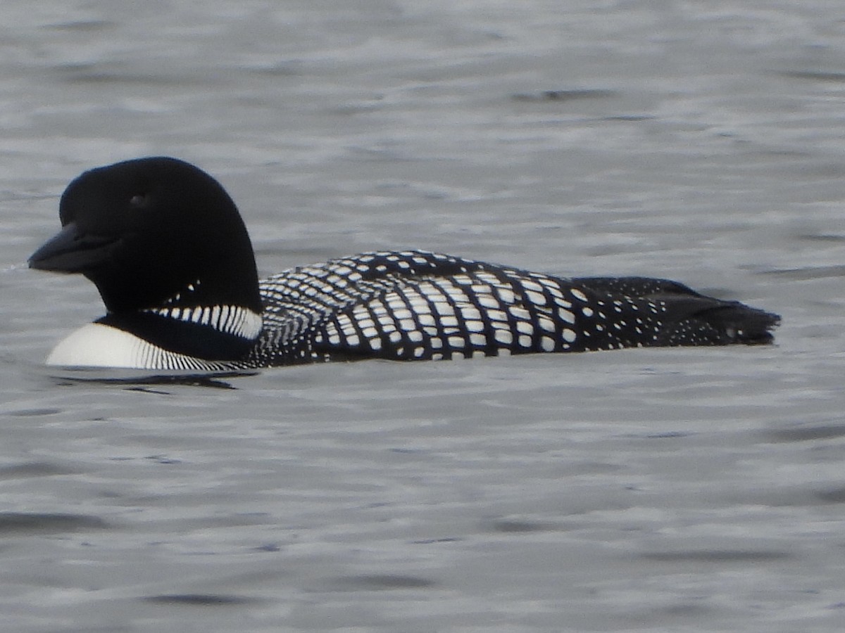 Common Loon - ML637444882