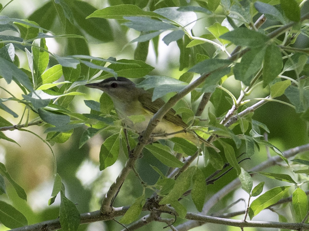 Yellow-green Vireo - ML637444905