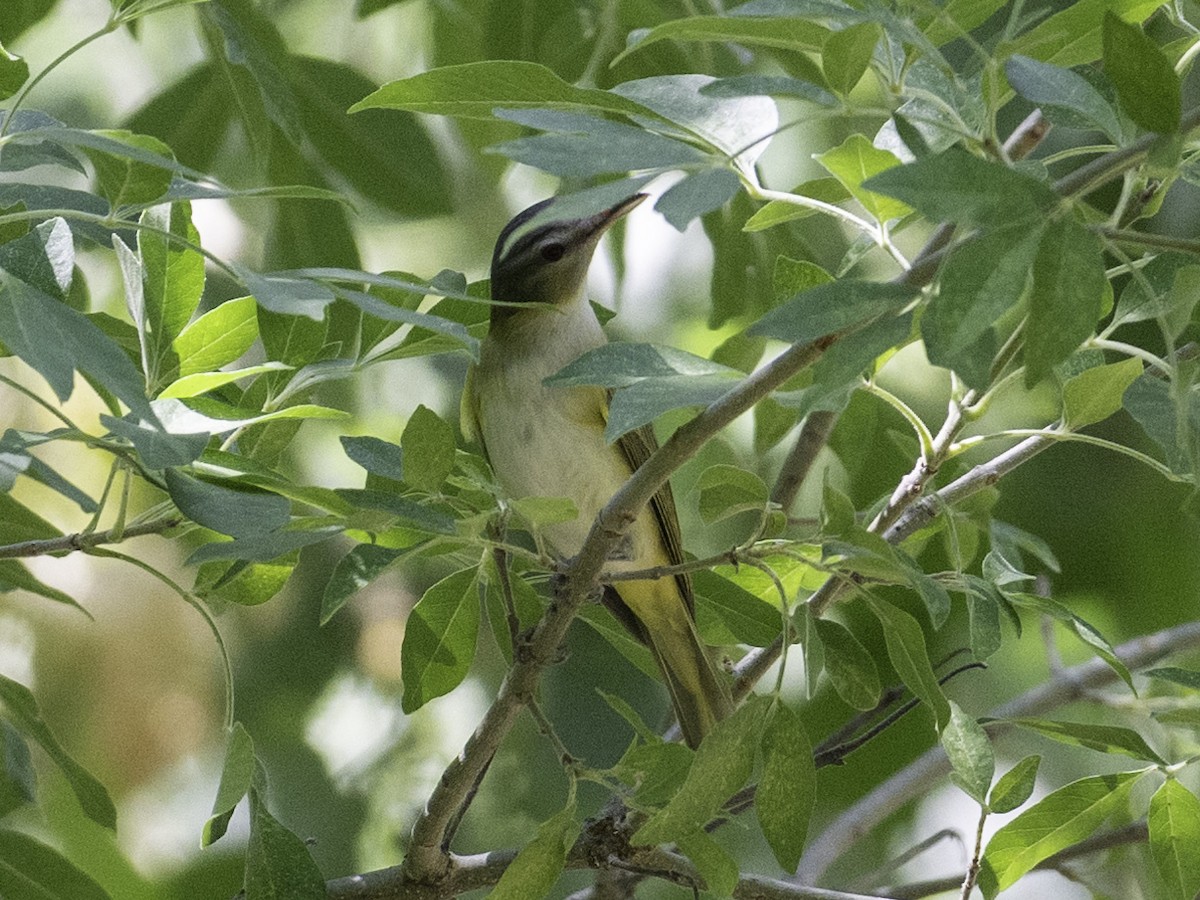 Yellow-green Vireo - ML637444909