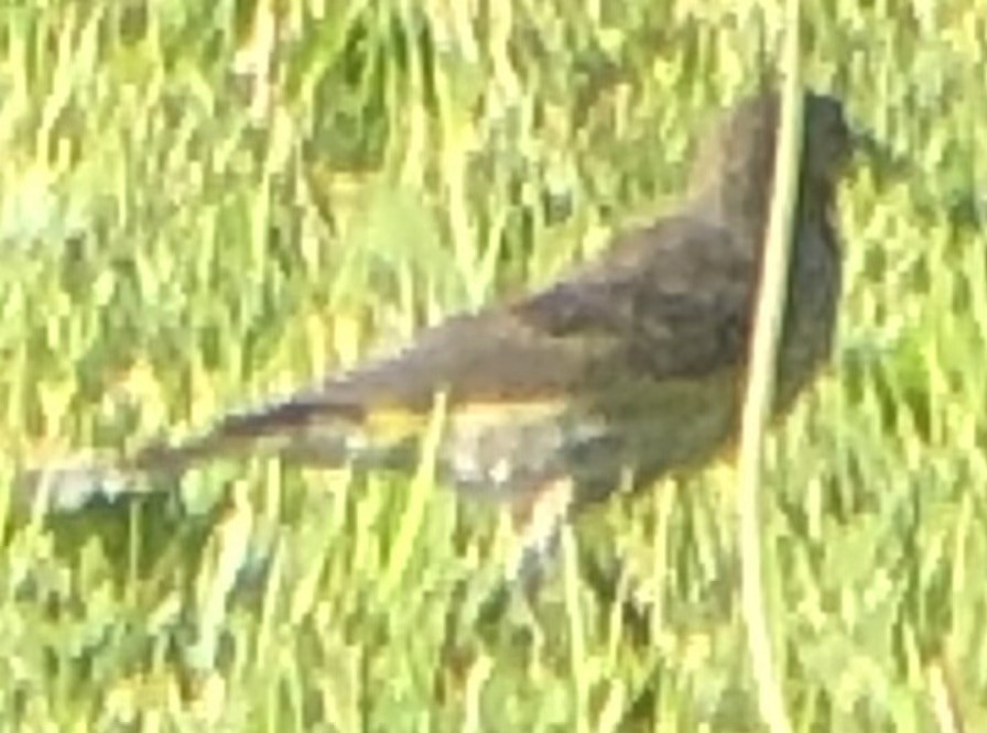 Yellow-rumped Warbler (Audubon's) - ML637444944