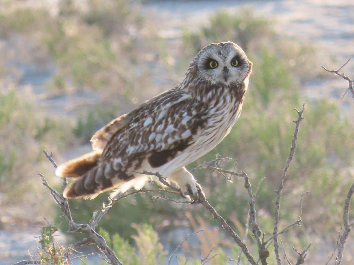 Short-eared Owl (Northern) - ML637444946