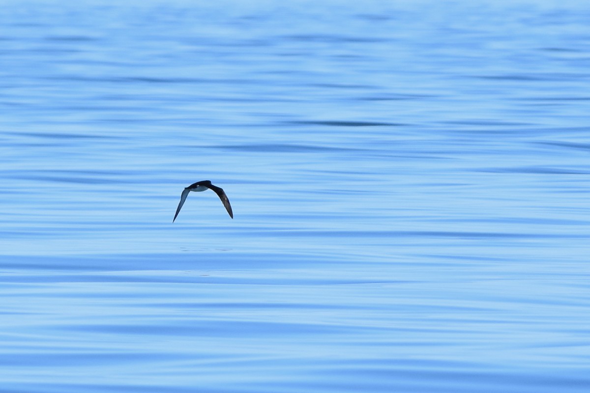 Manx Shearwater - ML637444958
