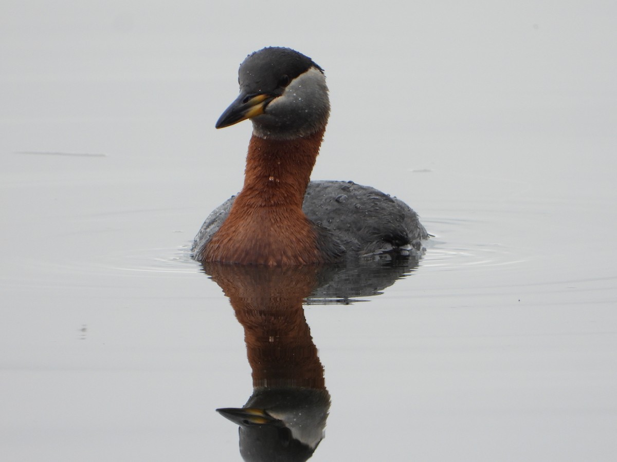 Red-necked Grebe - ML637444970
