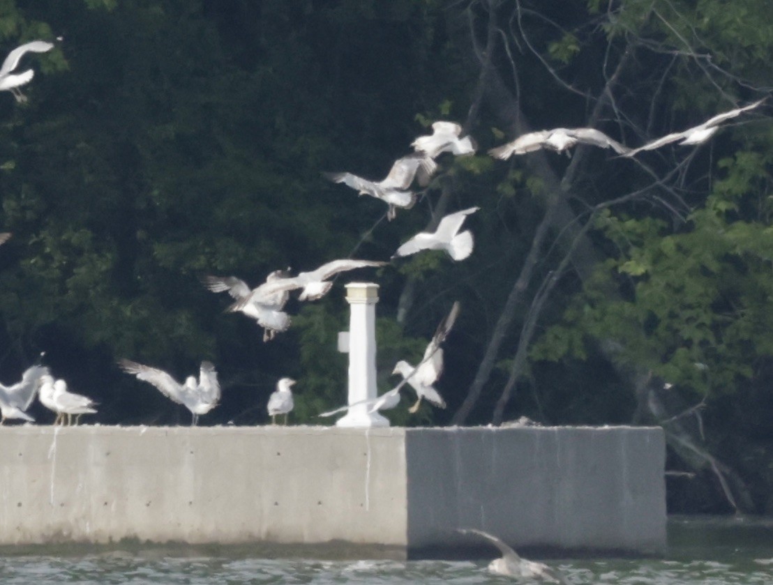Ring-billed Gull - ML637444974