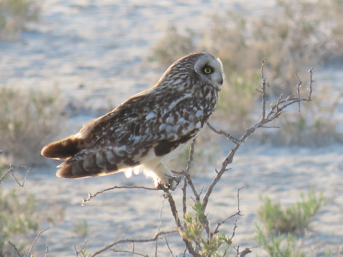 Short-eared Owl (Northern) - ML637444978