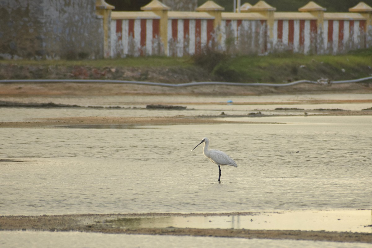 Eurasian Spoonbill - ML637444980
