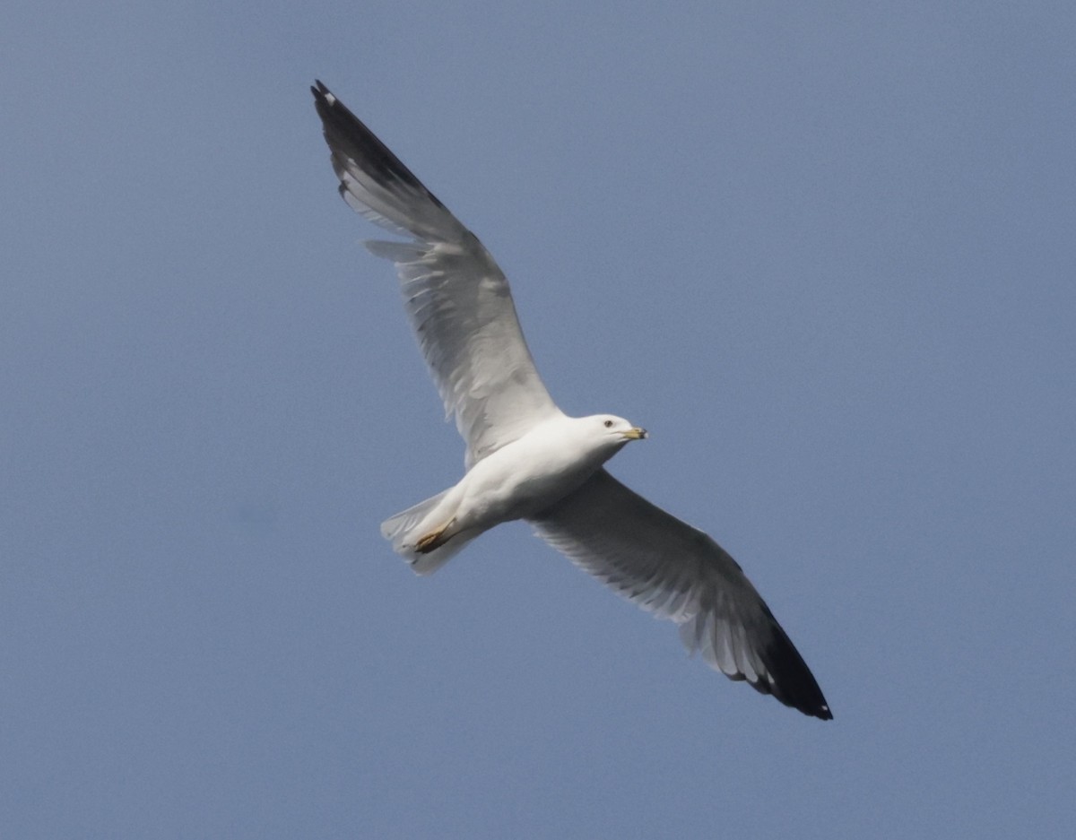 Ring-billed Gull - ML637445022