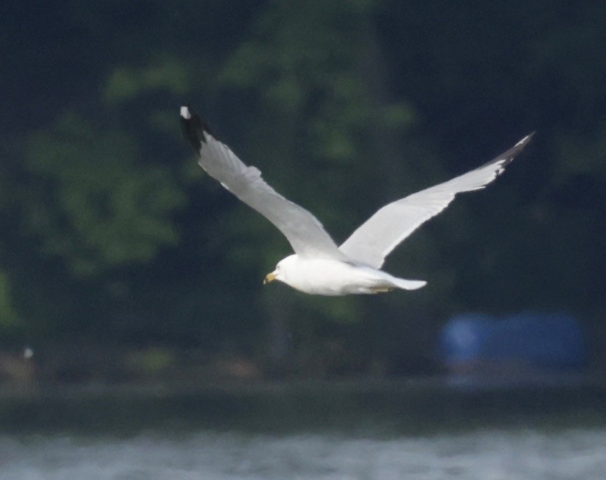 Ring-billed Gull - ML637445026