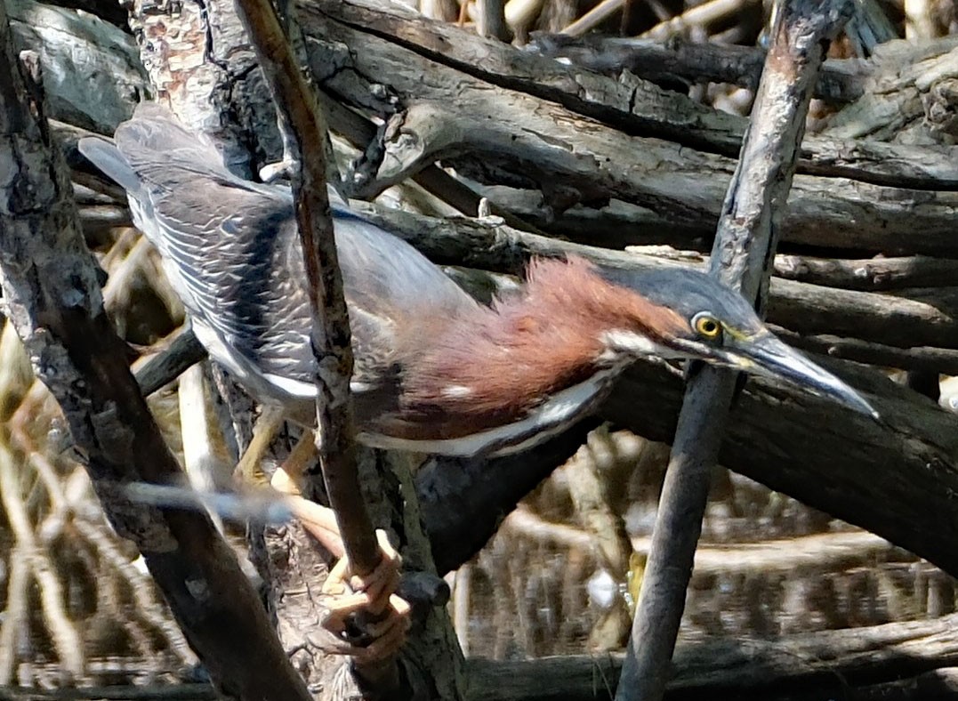 Green Heron - ML637445032