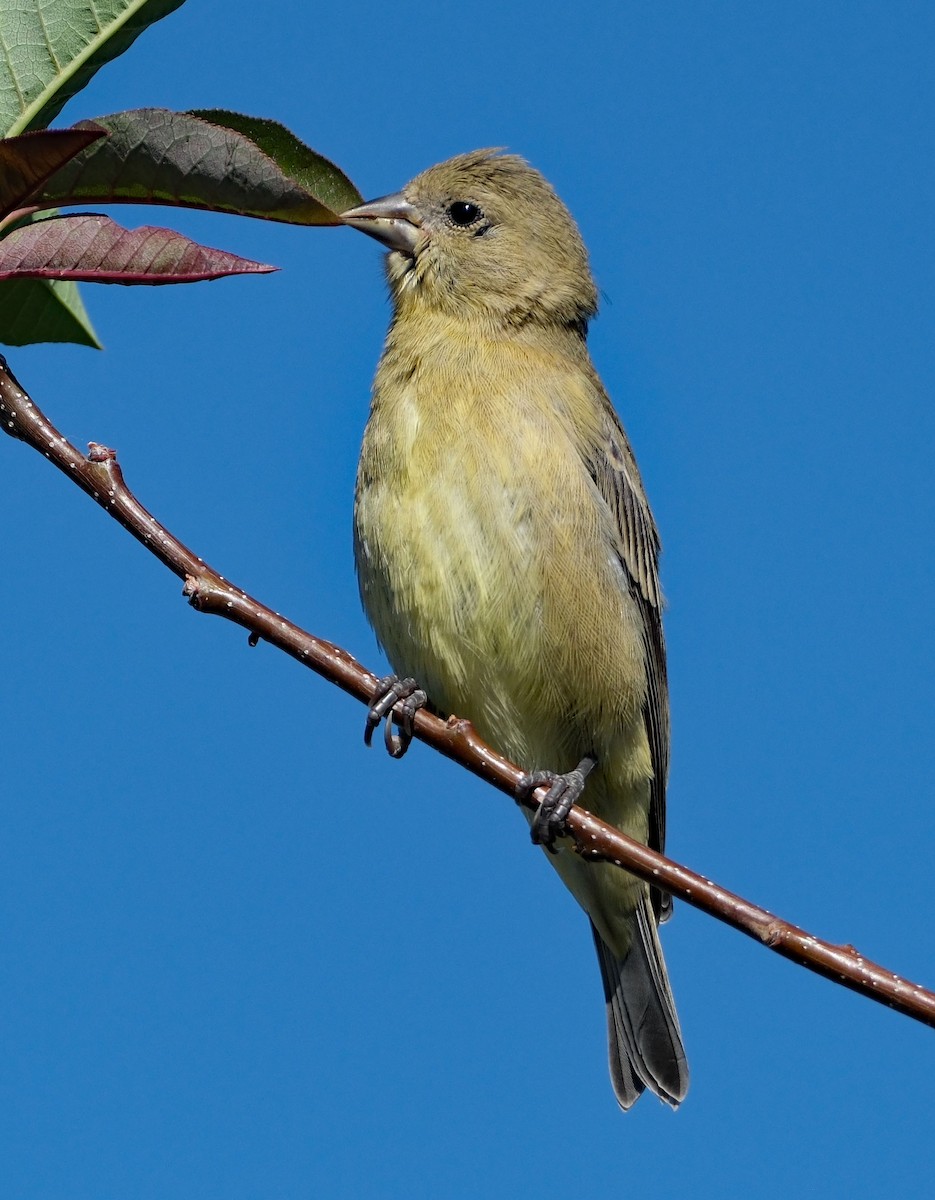 Lesser Goldfinch - ML637445050