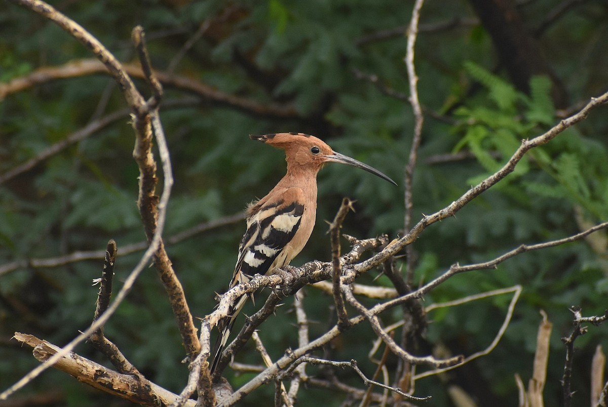 Eurasian Hoopoe - ML637445055