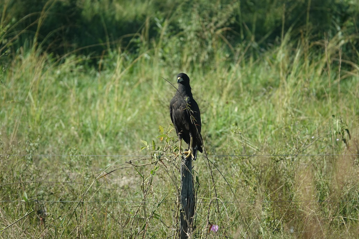 Great Black Hawk - ML637445098